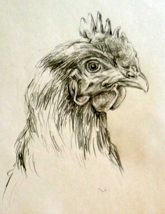 hen