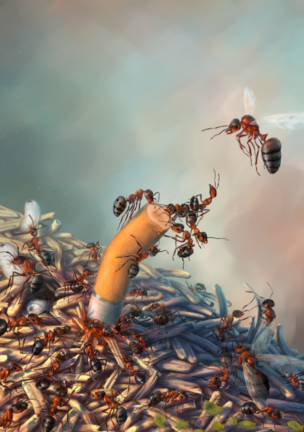Ants